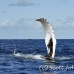 whale_humpback_h_00701_dom2770.jpg